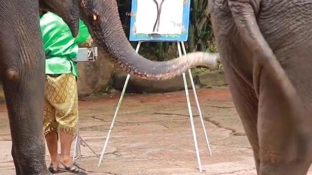 Elephant show at safari world Bangkok смотреть онлайн