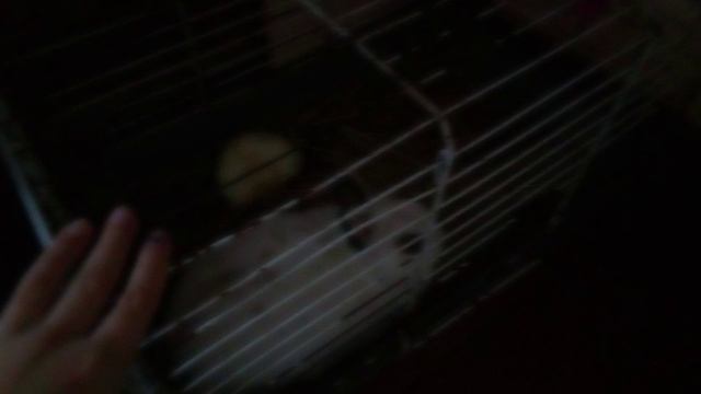 у нас кошачие пополнение💞 смотреть онлайн
