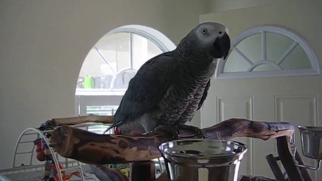 ZULU doing "Don't Worry, Be Happy" смотреть онлайн