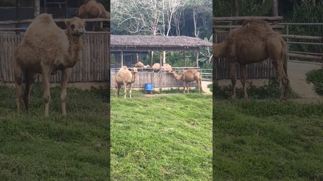 Cebu Safari Adventure Park In Carmen Cebu смотреть онлайн