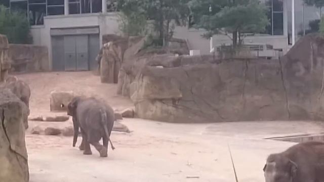 Elephant education. смотреть онлайн