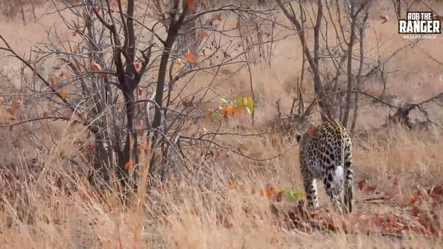 Safari Highlights #553: 21 & 22 August 2020 | Kruger National Park | Latest #Wildlife Sightings смотреть онлайн