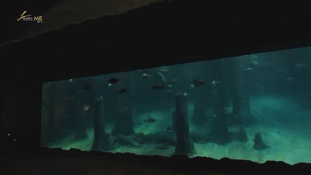 ลีลามี ตอน เที่ยวสวนสัตว์ River Safari สิงคโปร์ (19 มิ.ย.58) смотреть онлайн