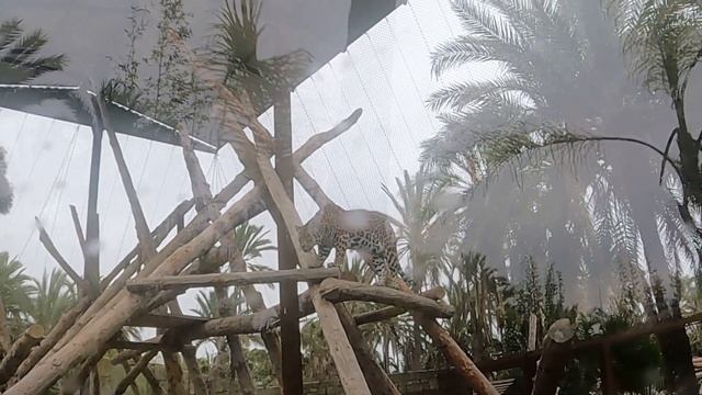 Elche zoo (rio safari park zoo )elche Alicante costa blanca Spain смотреть онлайн