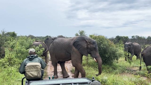 Up Close with Elephants | Monwana Game Lodge | Thornybush Nature Reserve | South Africa смотреть онлайн