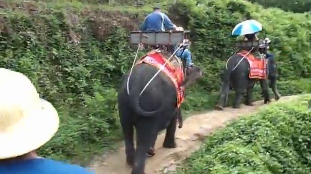 Elephant Ride in Phuket 1 смотреть онлайн