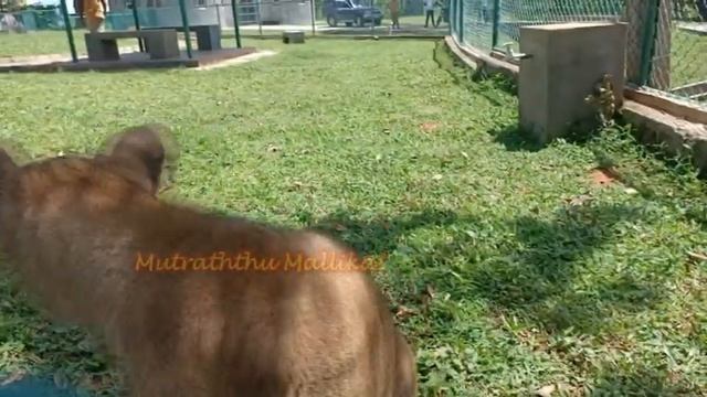 Lion cub "DORA" at Ridiyagama Safari Park смотреть онлайн