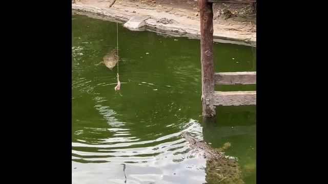 Rondleiding door Bali Safari Park (Indonesië) смотреть онлайн