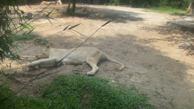 Vinpearl safari 5 смотреть онлайн