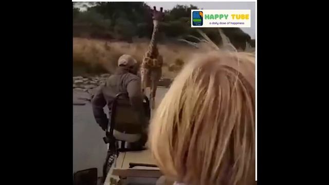 Giraffe Encounters 😲 - Incredible encounters with wild giraffes... 😲🦒 смотреть онлайн