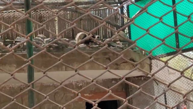 दिल्ली का चिड़ियाघर में एक साथ दिखे इतने जानवर | दुनिया का सबसे बडा चिड़ियाघर | Delhi Ka zoo смотреть онлайн