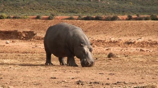 Safari смотреть онлайн