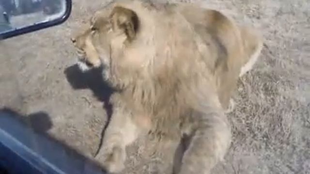 Lahore safari park wildlife Park смотреть онлайн
