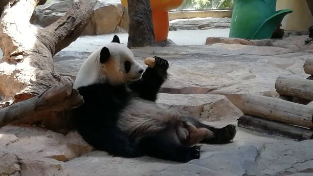 Pandas in Chimelong Safari Park (14) смотреть онлайн