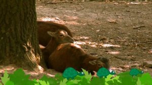 Let`s See The Animals - Safari - ducktv Favorites | ducktv