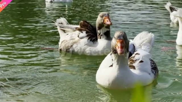 Пернатая филармония (Feathered Philharmonic) продолжение смотреть онлайн