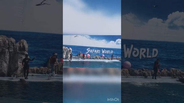 Safari World Dolphin show 2023 смотреть онлайн