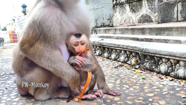 Wow...little baby monkey PEDRO is so brave with the camera. смотреть онлайн