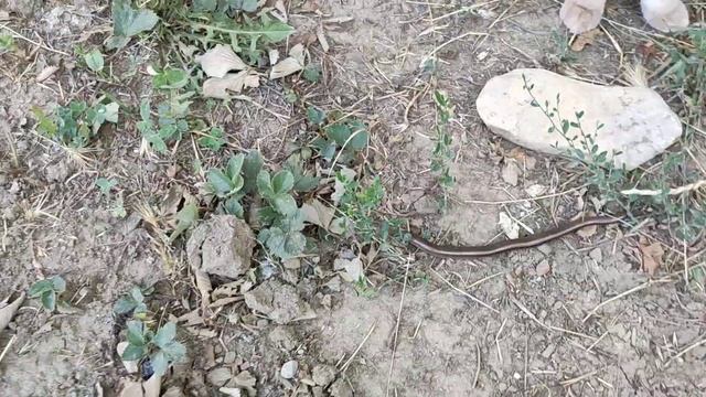 Кот и змея!!!