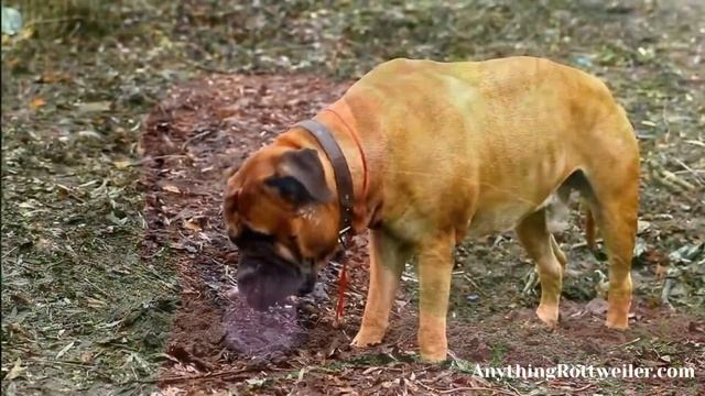 Bullmastiff Rhodesian Ridgeback Mix: Meet the Affectionate Brave Dog смотреть онлайн