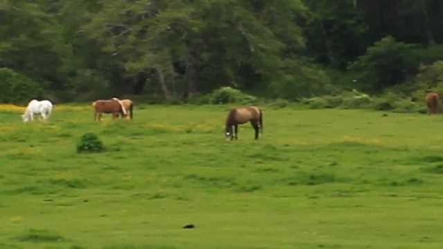 Horses near old hwy 101 in Otis Oregon смотреть онлайн