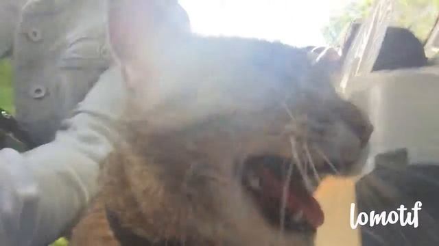 Кошачья опера😂🐈 смотреть онлайн