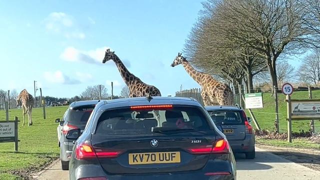 visit to woburn safari park Milton Keynes 🦁 смотреть онлайн