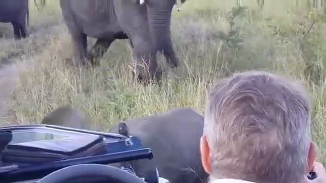 Awesome elephant interaction on game drive-On safari with AK. смотреть онлайн
