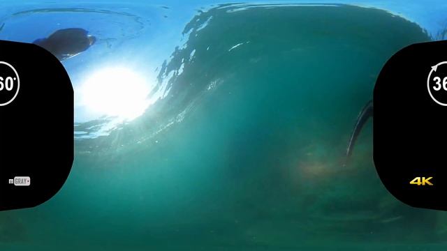 Diving In 360 Degrees - Virtual Reality