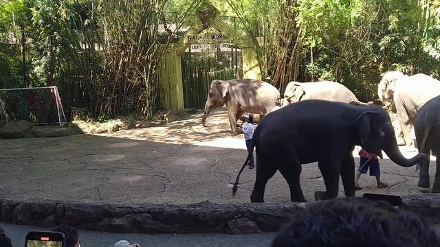 Bangkok ke andar safari park elephant show смотреть онлайн