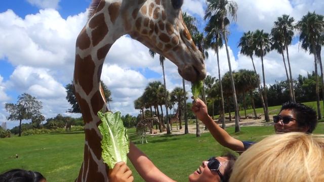 FLORIDA 2016 TRAVEL VLOG | 4. Busch Gardens (Serengeti Safari) смотреть онлайн