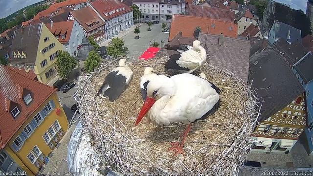 Storchencam Storchennest Hoechstadt de – Mozilla Firefox 2023 06 28 13 09 25 смотреть онлайн
