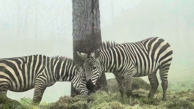 2024.04.04 Kyushu Wildlife Park African Safari 九州自然動物公園 смотреть онлайн