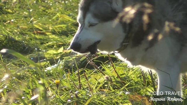 Собака хаски ест мышку. Хаски в деле.