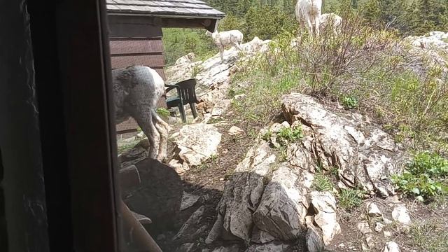 Mountain sheep right outside my room window. They did a head butt to each other. смотреть онлайн