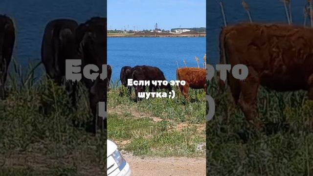 Хорошего настроения ;) #природа #юмор #комедия #шутка #прикол #видеоприкол #бывшие #стадокоров #стад смотреть онлайн