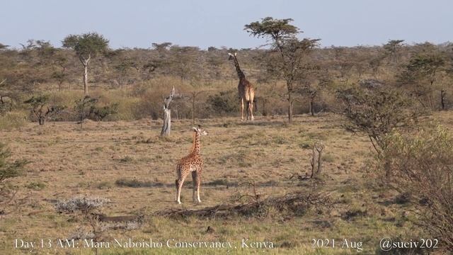giraffe baby with mum - part 1 смотреть онлайн