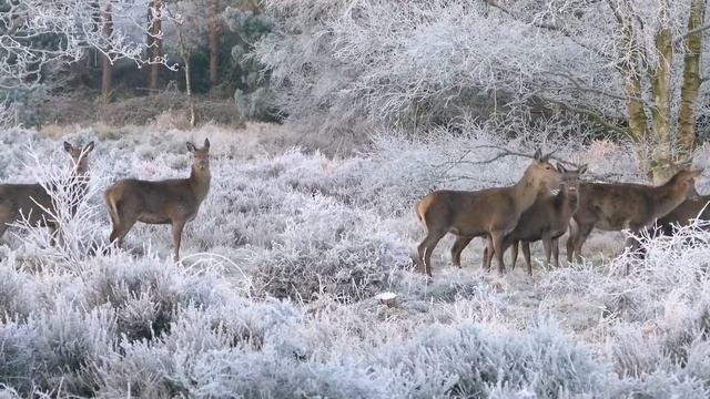 Wild Animals And Their Lifestyle, Wild life Brave Animals смотреть онлайн