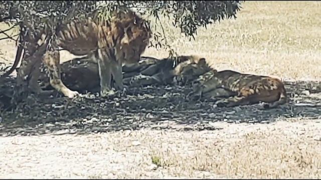 Lions mating - Safari смотреть онлайн