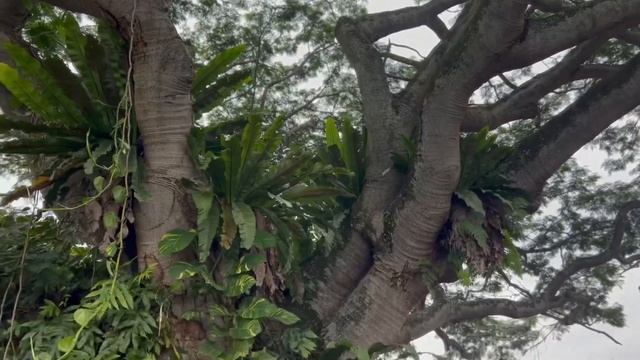 A 100 years old tree,nature lover and bird's sounds #subscribedtomychannel #Brave Buddy смотреть онлайн