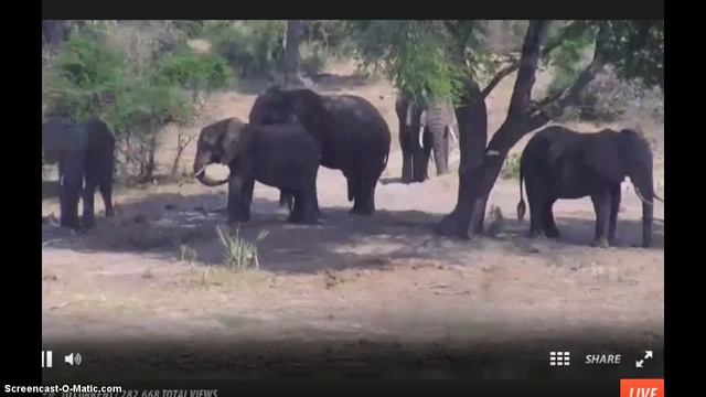 Tembe Safari 9/10/2014 смотреть онлайн