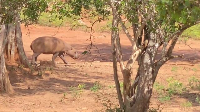 Ridiyagama Safari Park | රිදියගම | SRI LANKA 🇱🇰 смотреть онлайн