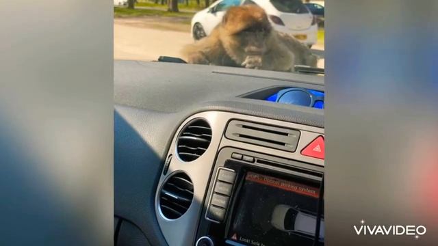 Woburn Safari Zoo смотреть онлайн