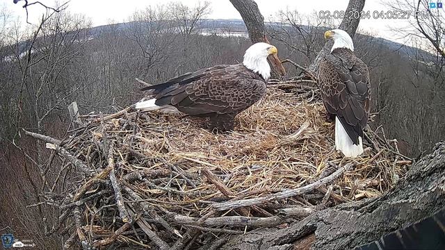 Hanover, PA Live Streaming Bald Eagle Nest Webcam HDOnTap com — Mozilla Firefox 2024 02 08 16 04 смотреть онлайн