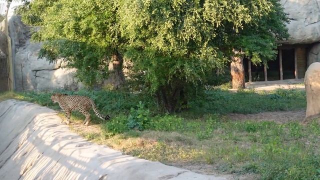 Dubai Safari Park adventure смотреть онлайн