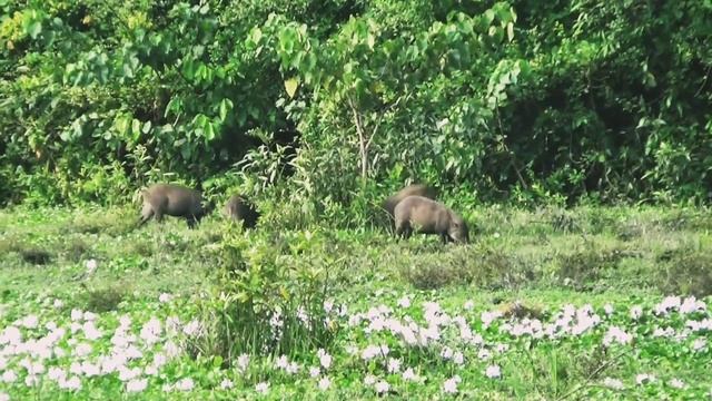 Kaziranga National Park Western Zone Jeep Safari (Bagori Range) смотреть онлайн