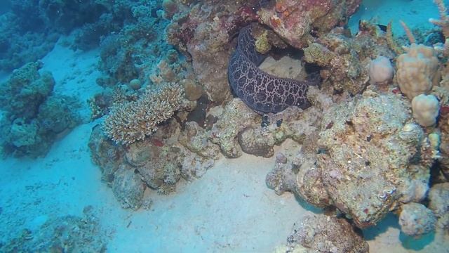 Egypt 3,2021den 2 Fanadir nord, Syul Kebir смотреть онлайн