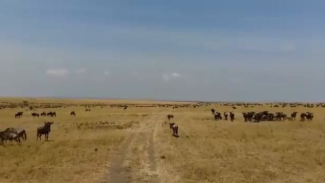 Wildebeest Migration North of the Mara River смотреть онлайн
