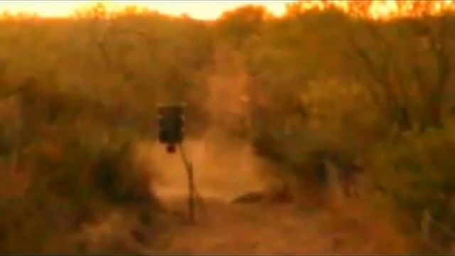 Duval County Hog Hunt смотреть онлайн