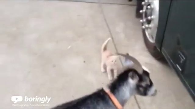 Brave Kitten Stands Up Against Goat - Boringly.com смотреть онлайн